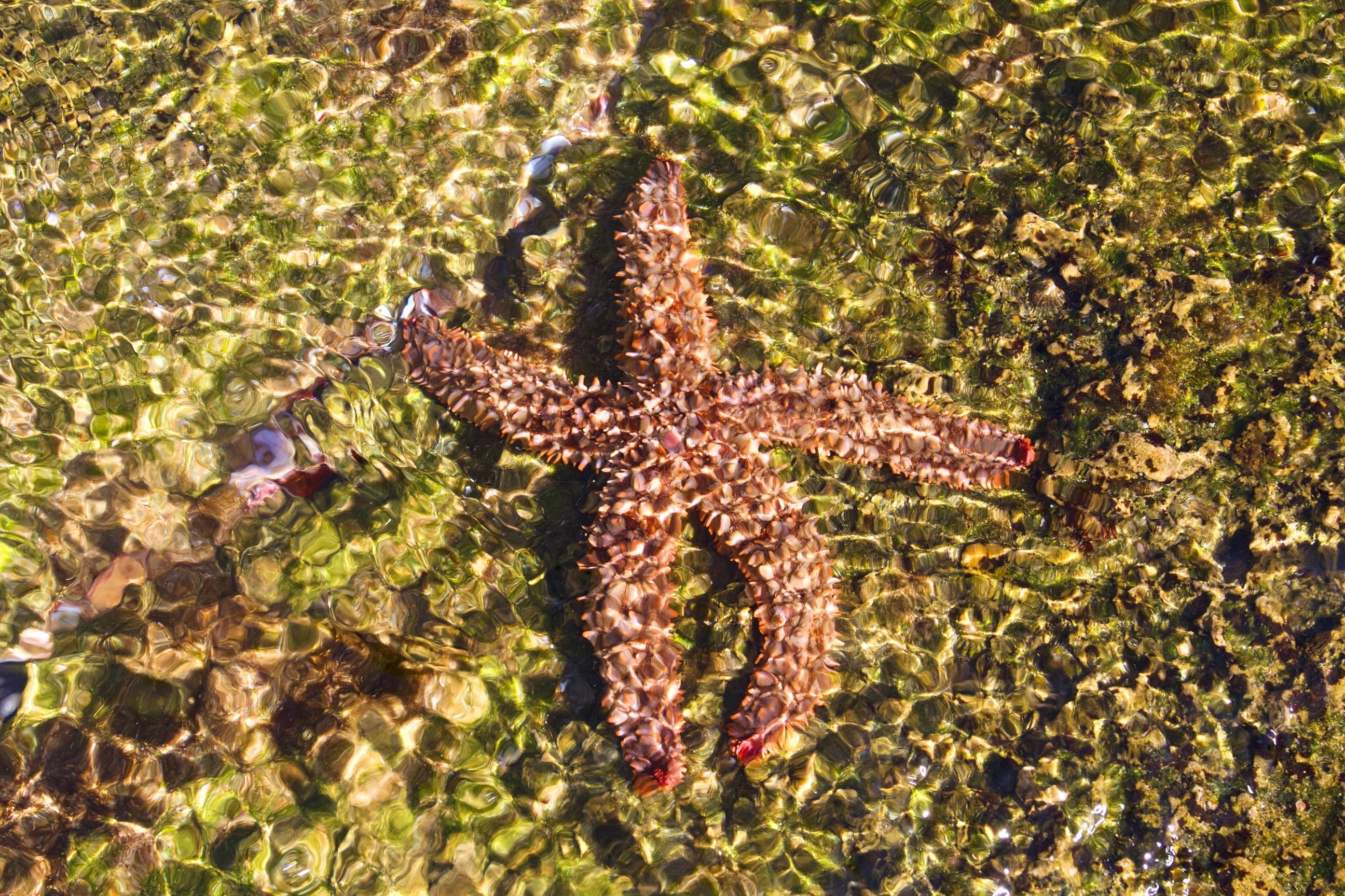 Kambaku @ Sea Panzió Sedgefield Kültér fotó